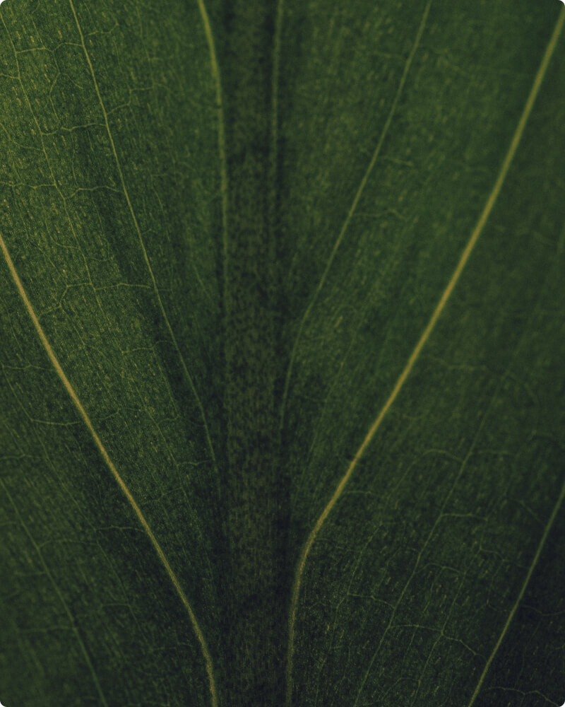 Close-up of a green leaf showing a central vein with fine secondary veins and textured surface, rich dark greens and subtle yellowish highlights along the veins.