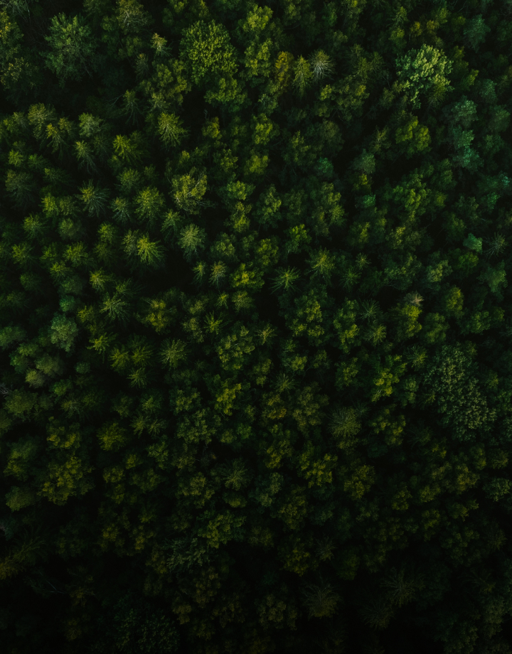 A dense forest canopy seen from above, with various shades of green trees and occasional sunlit gaps creating a textured, natural pattern.