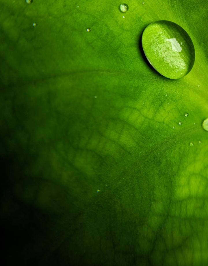Close-up of a bright green leaf with a large water droplet resting near the top-right, smaller droplets scattered, showing leaf veins and glossy texture.