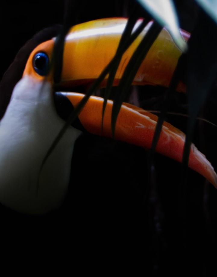 close-up of a colorful toucan beak peeking through dark foliage, with a bright yellow-orange beak and a pale face, set against a shadowy background