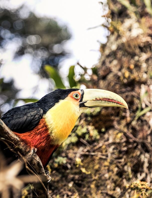 Colombia Local Biodiversity Toucan 2