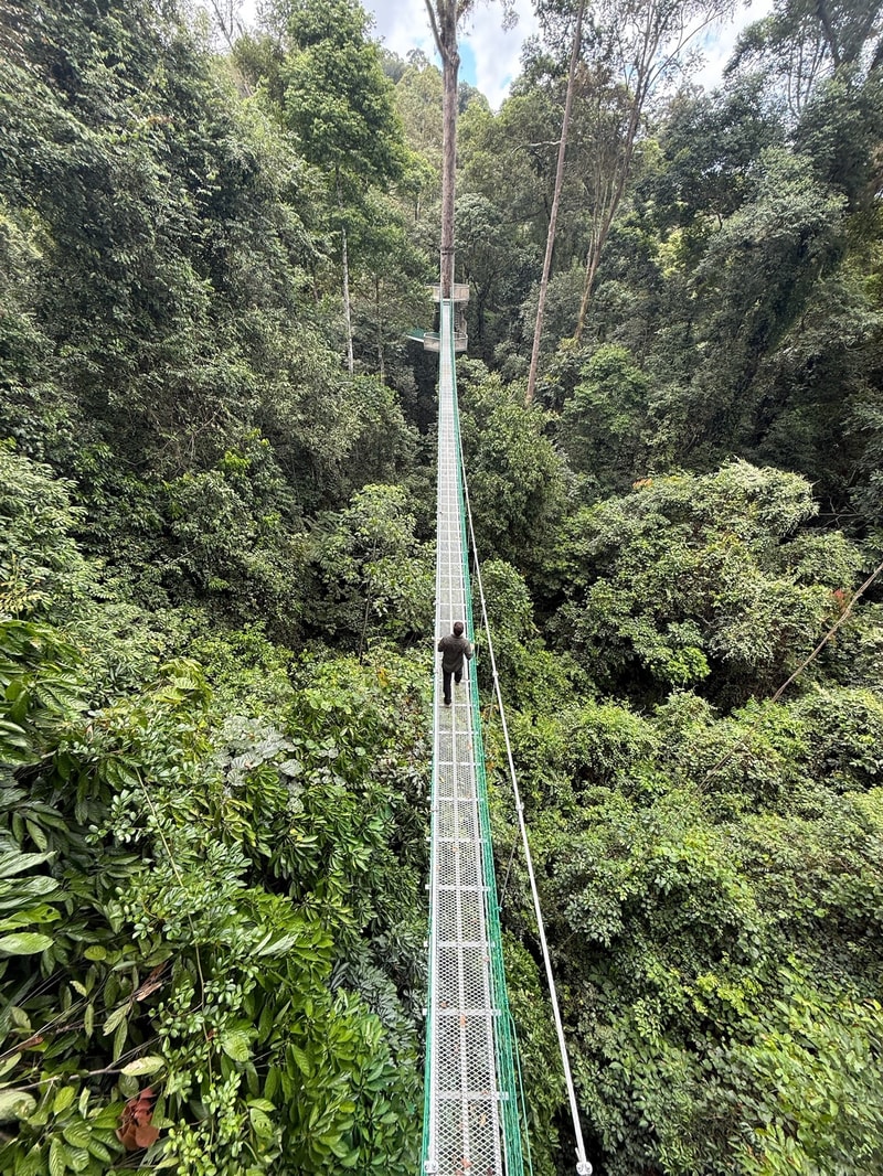 Suspended metal footbridge extending through dense tropical forest, a person walking toward a platform far ahead, surrounded by tall trees and lush green foliage.