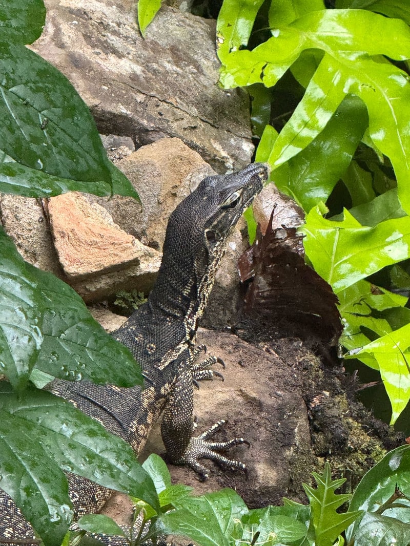 A dark lizard with rough, speckled scales climbs among rocks and green leaves, head raised, long toes gripping the surface in a leafy, rocky outdoor scene.