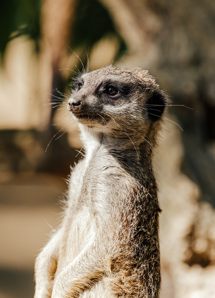 Meerkat standing upright, alert, with head turned slightly to the left, gray-brown fur, long whiskers, and a sandy background out of focus.