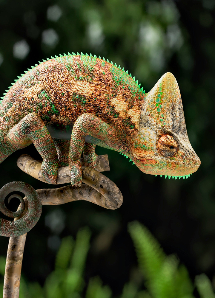 Chameleon with green, orange, and brown scales perched on a curved metal branch, head turned to the right, a textured bokeh green background.