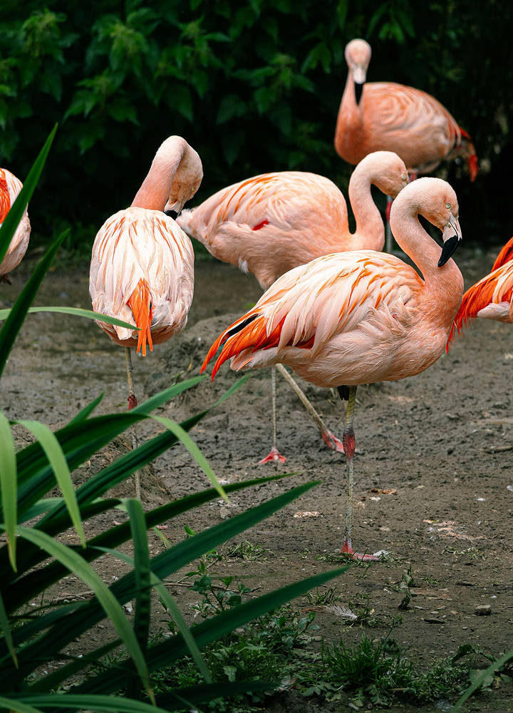 Group of pink flamingos standing on one leg in a sandy, plant-filled area with dark green foliage in the background.