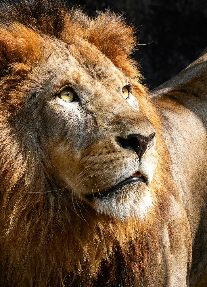 A close-up of a male lion with a golden mane and yellow eyes, looking upward with a dark background and sunlight highlighting its fur and whiskers.