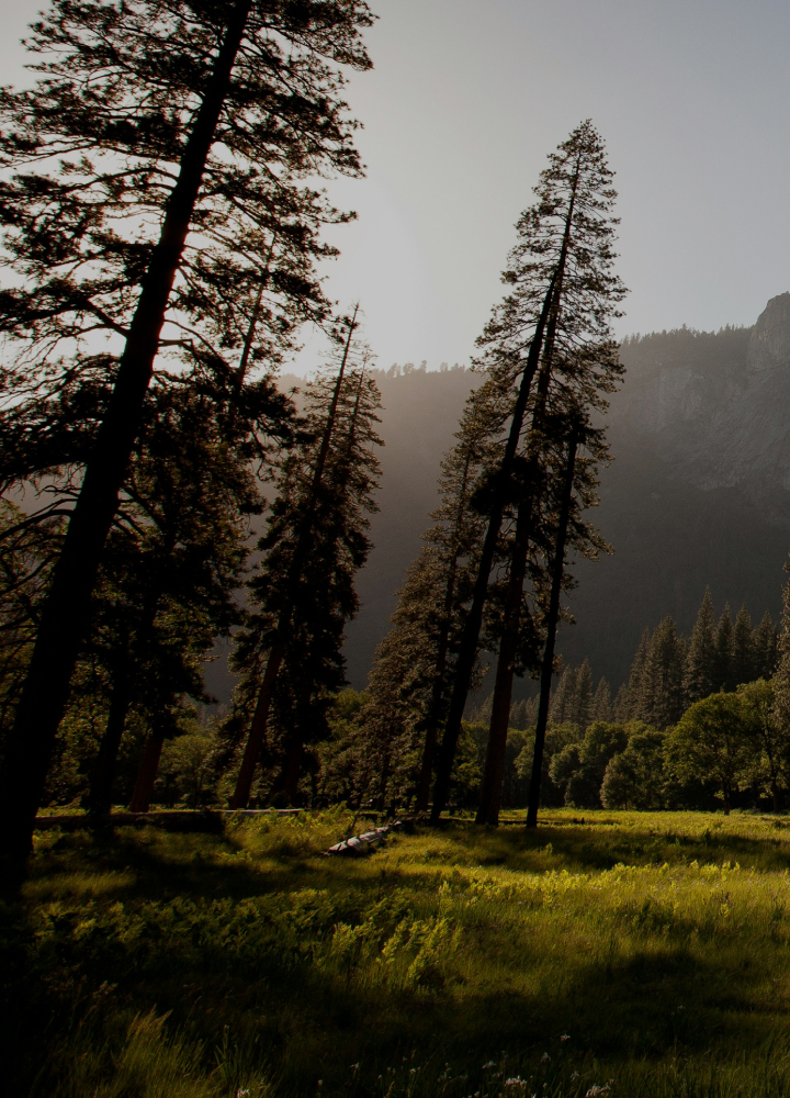 Tall sunlit pine trees lean in a meadow with green grass, distant forest, and rocky hills; warm light filters through the trunks creating long shadows.