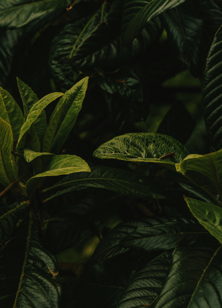 Lush green leaves with prominent veining create a dark, shadowy close-up of dense foliage, highlighting the contrasting lighter green new growth among darker mature leaves.
