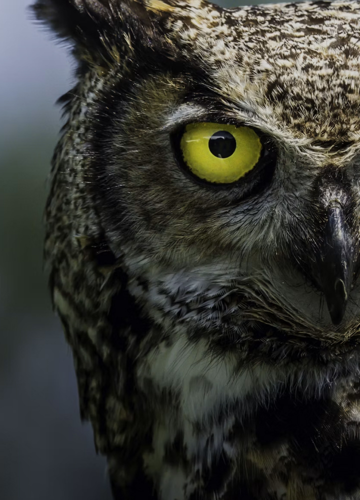 Close-up of an owl's face, highlighting a large yellow eye with dark pupil, intricate brown and white feather patterns, and sharp beak on the right.