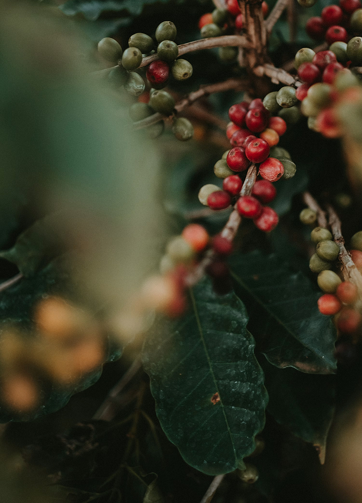 Close-up of a coffee plant with clusters of green and red coffee cherries along woody branches, set among dark green glossy leaves.