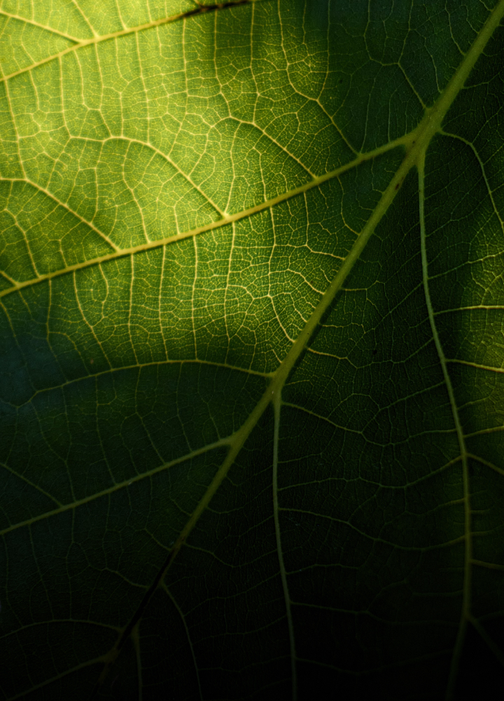 Close-up of a green leaf showing a detailed network of pale-yellow veins, with backlit translucence highlighting the vein pattern and leaf texture.