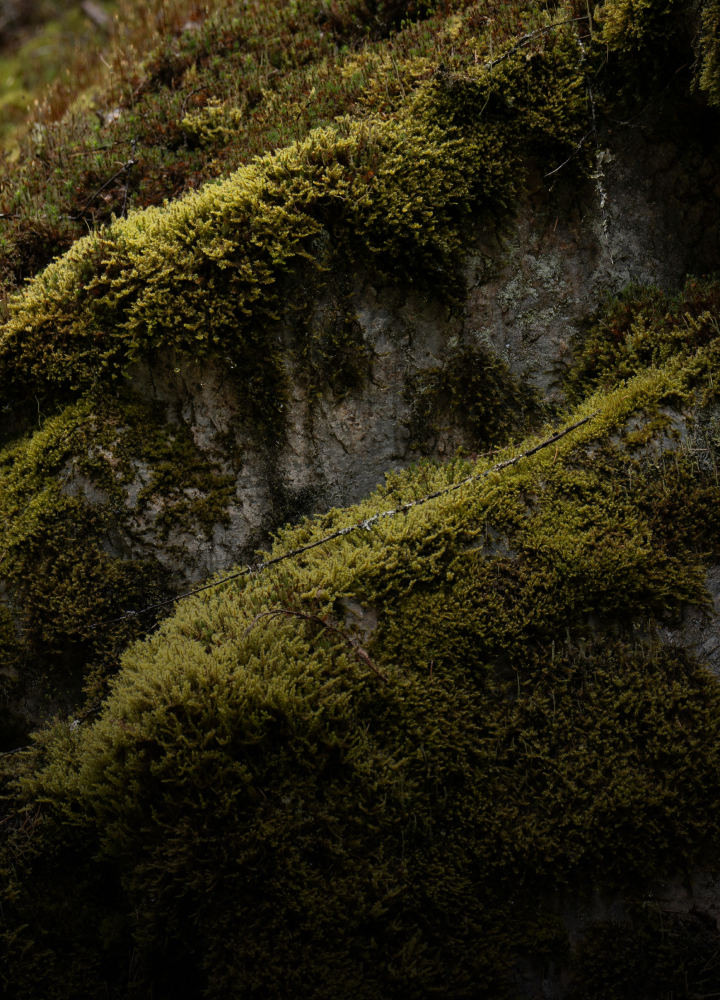 Dense green moss blankets a rocky slope, with a diagonal branch or stem cutting across the frame, moss textures varying from bright to dark interwoven with rock.