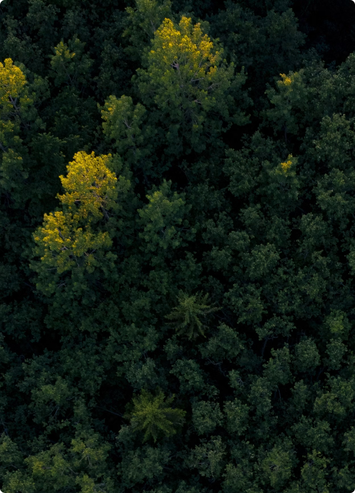 Aerial view of dense forest with dark green canopy and a few tall trees displaying bright yellow foliage scattered throughout.