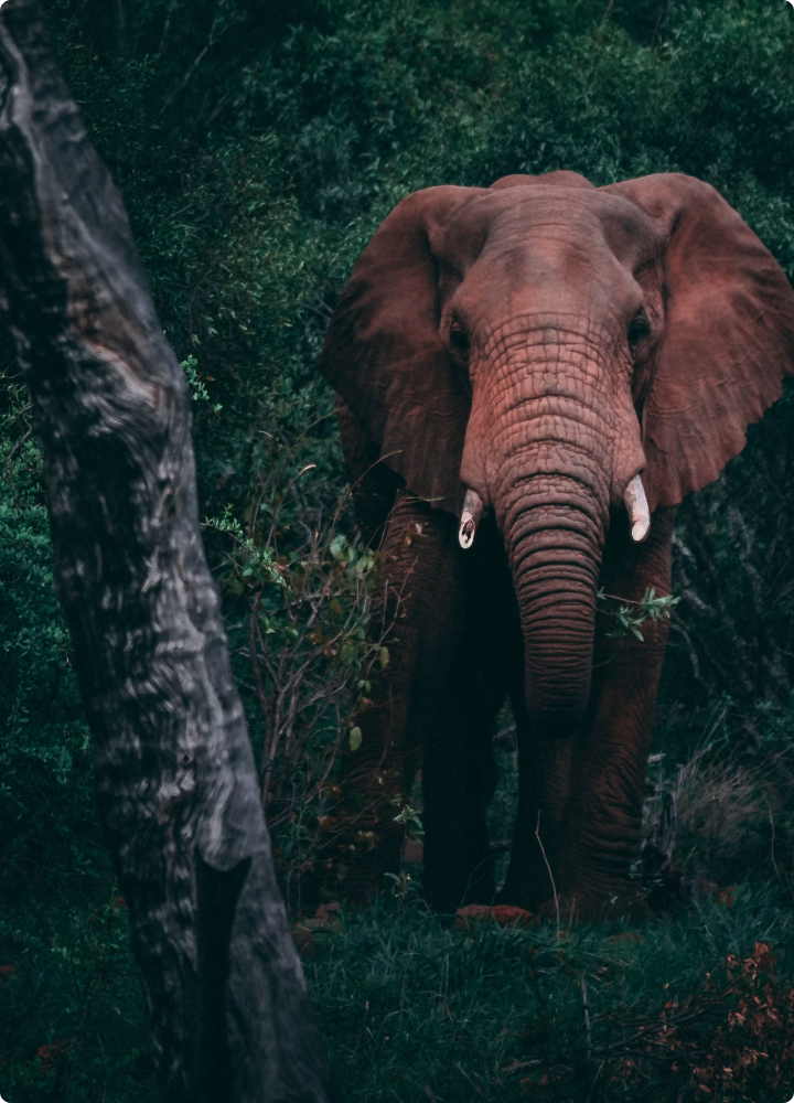 African elephant standing among dense green foliage, facing the camera with long trunk, large ears, and tusks visible, partially obscured by a dark tree trunk on the left.