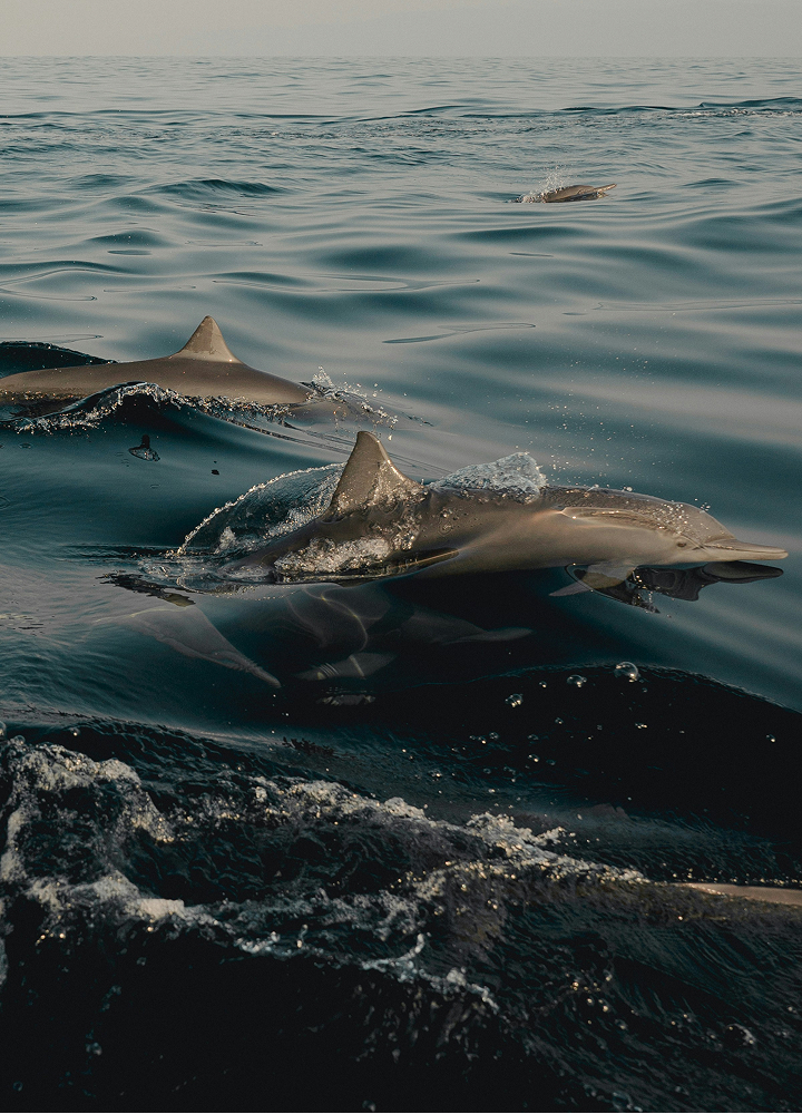 Dolphins surface and swim in calm ocean water near the waves, with one prominent dolphin fin and splash in the foreground and others visible farther back.