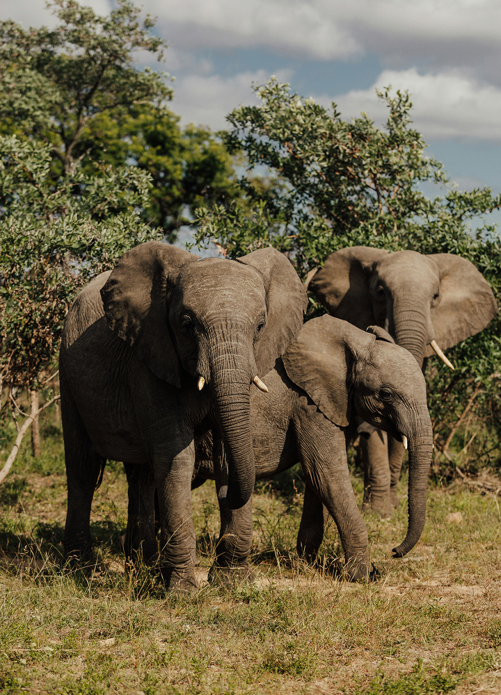 A group of African elephants stands in a grassy savanna with bushes and trees in the background, sunlight highlighting their dusty gray skin and curved tusks.