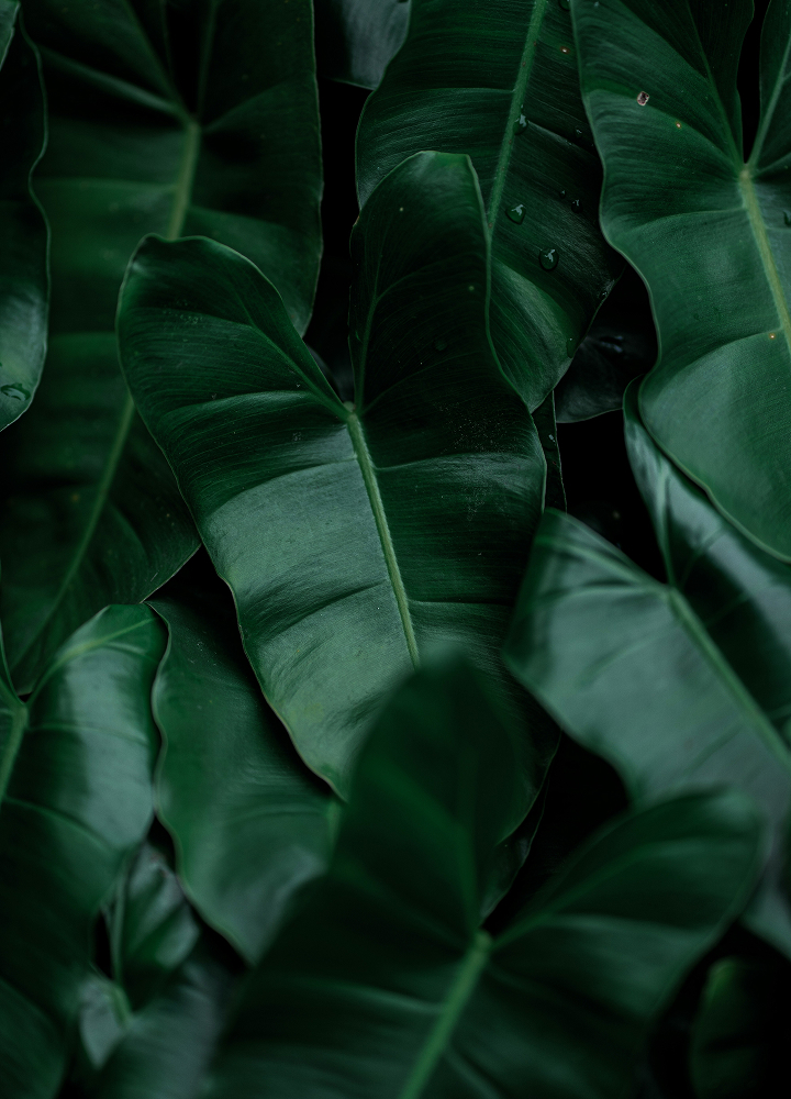 lush green tropical leaves with broad glossy surfaces and central veins, overlapping and forming a dense, shadowed foliage scene