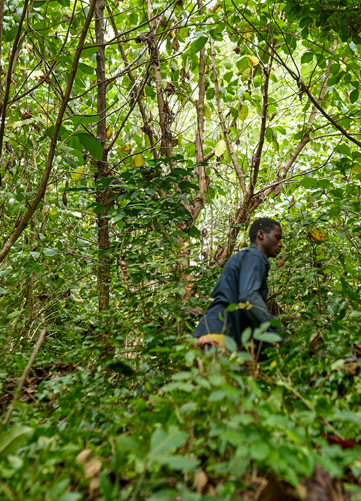 A person wearing a dark shirt walks through dense green underbrush and trees in a bright, leafy forest.