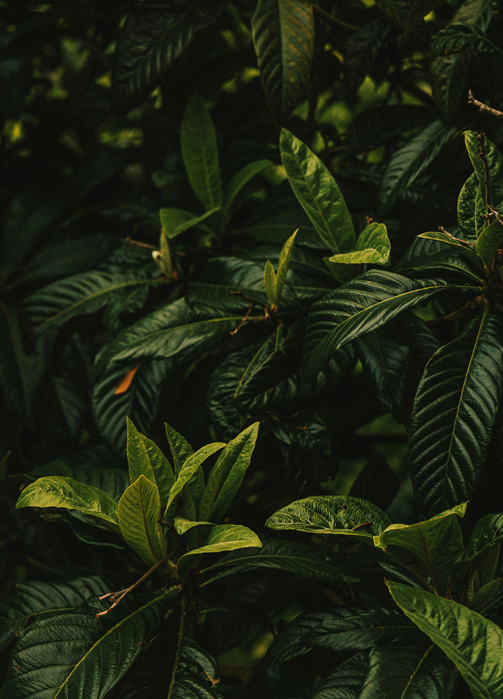Dense dark green leaves with bright new growth in the foreground, glossy serrated edges, and subtle light filtering through a lush shrub.