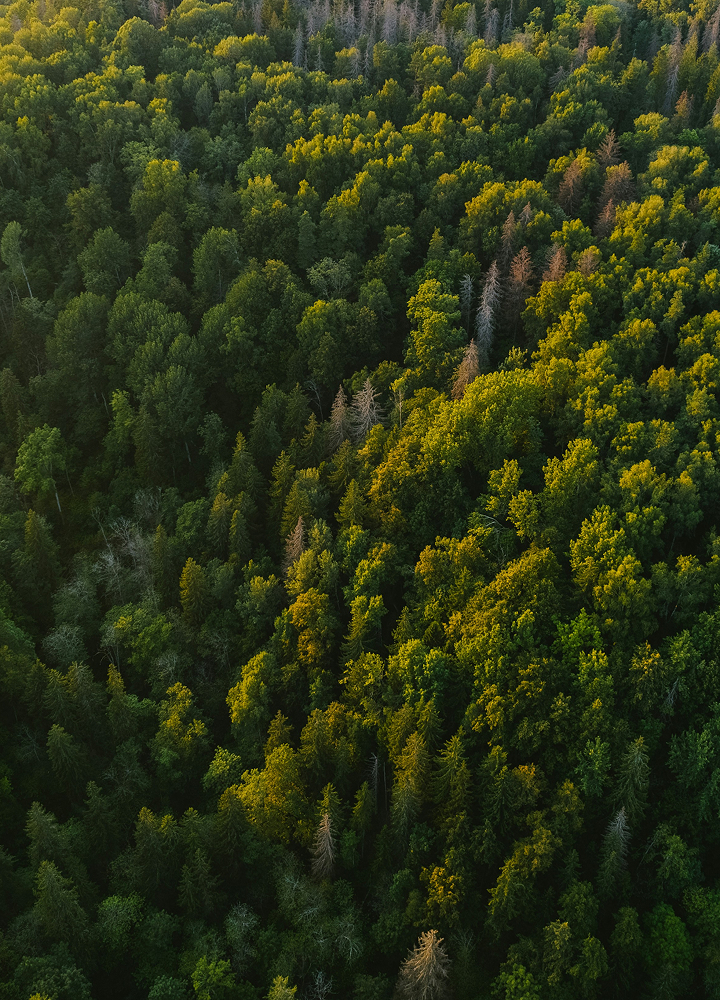 Aerial view of a dense forest with vibrant green trees and a few standing dead trees scattered among the canopy, sunlight highlighting treetops.