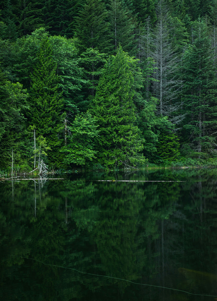 Dense evergreen forest reflected on a calm lake, with lush green trees lining the water’s edge and a few bare branches protruding into the scene.