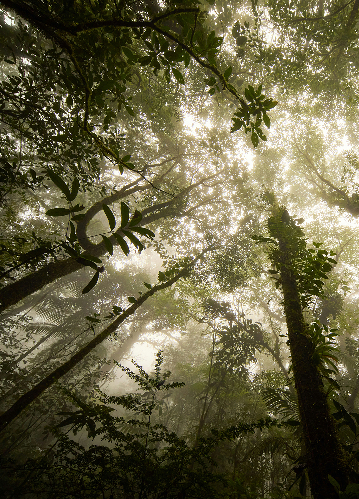 Dense rainforest canopy with sun rays filtering through mist, tall tree trunks covered in moss, and lush foliage creating a moody, atmospheric forest scene.