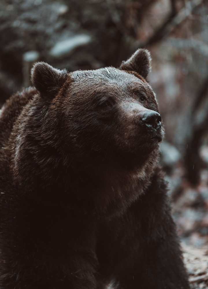 A close-up of a dark brown bear in a forest, with its head turned slightly to the side, fur wet or damp, and a calm, contemplative expression.