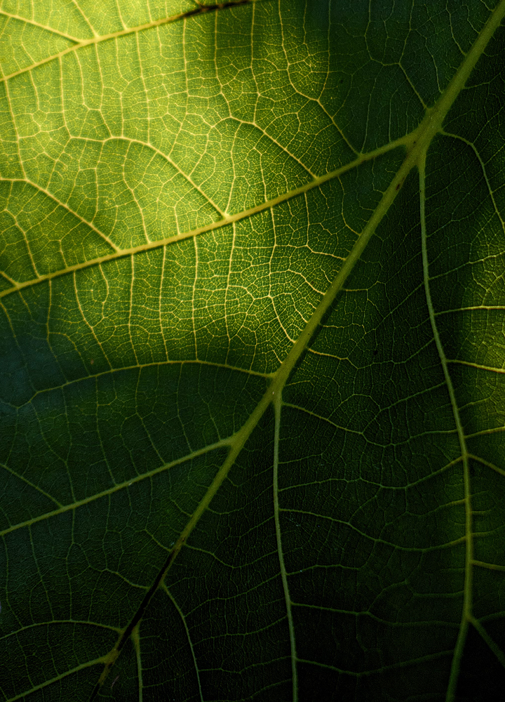 Close-up of a green leaf showing an intricate network of light-green veins, with sunlight highlighting the vein pattern and darker areas in the background.