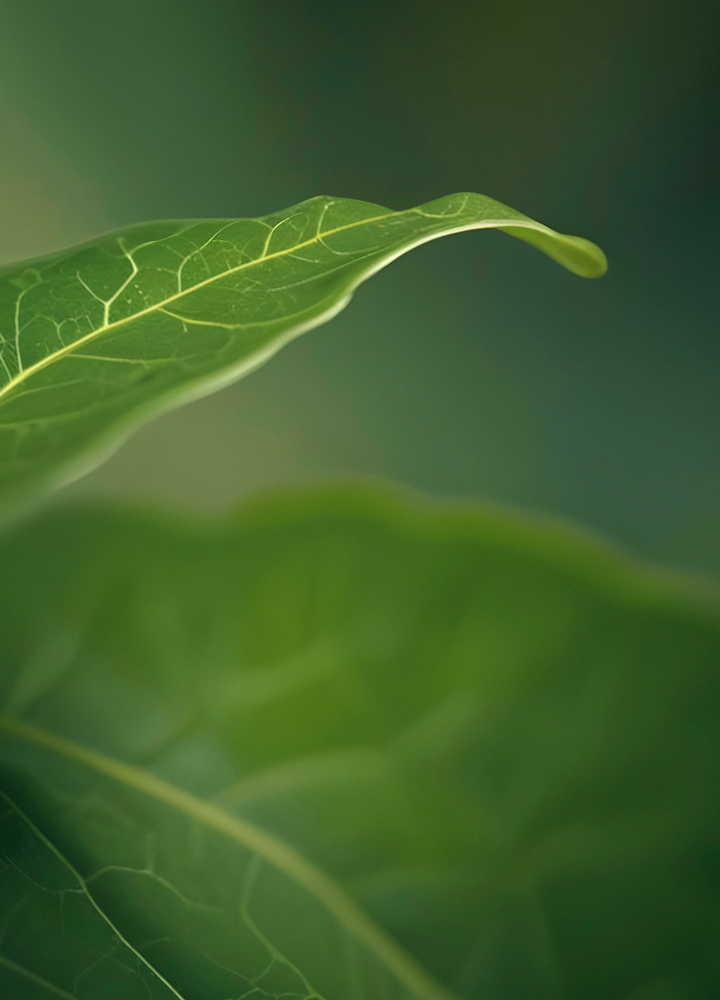 A close-up of a bright green leaf edge curling slightly upward, with visible veins and a soft, out-of-focus green background.