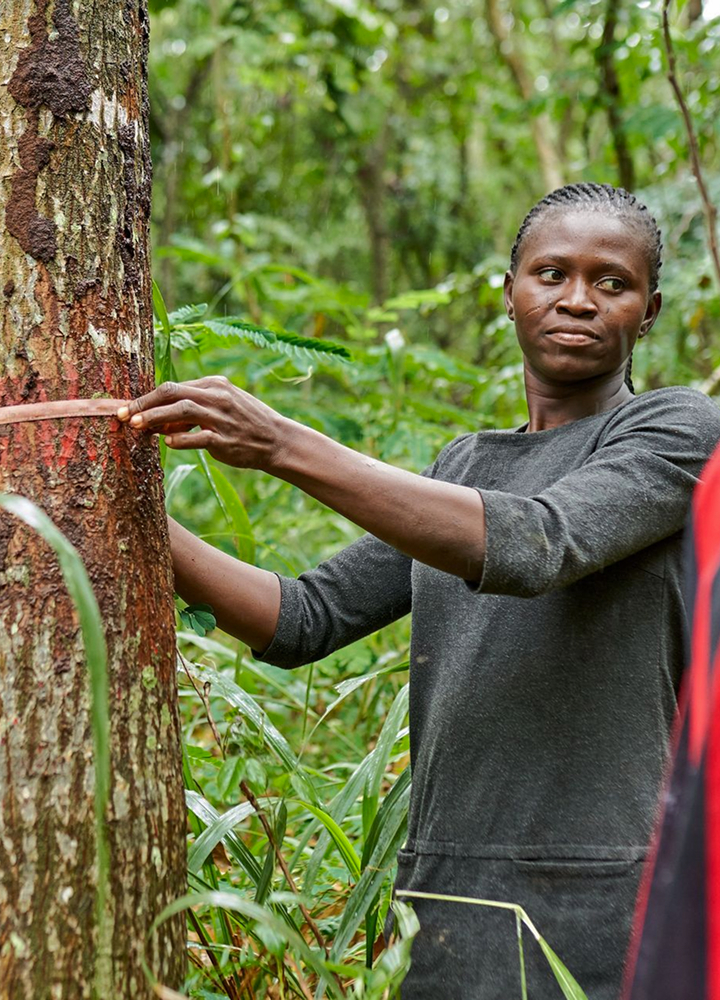 A person with braided hair stands in a dense forest, measuring a tree trunk with a tape measure.