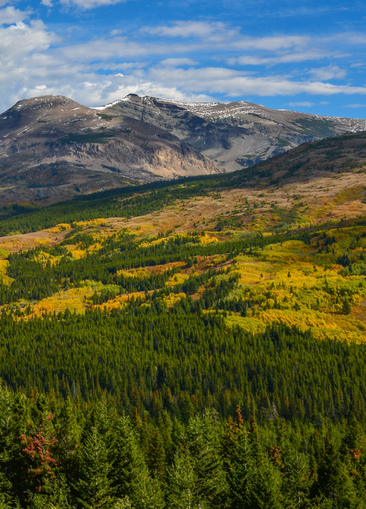 Mountain range with snow patches overlooking a colorful valley of evergreen forests and autumnal yellow foliage, under a bright blue sky.