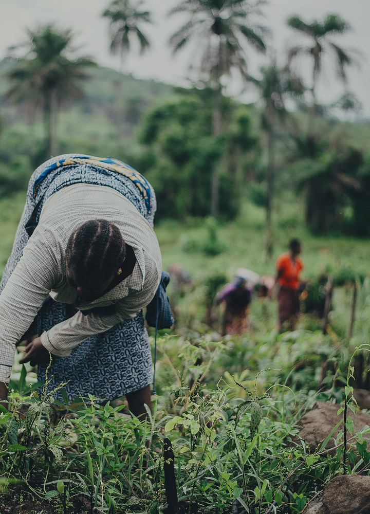 A person bending over in a field tending young green plants, with others and palm trees visible in the blurred background.