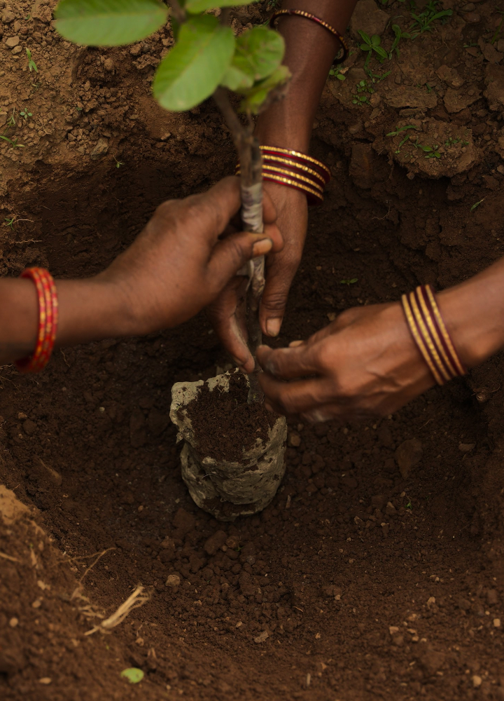 Several hands with colorful bangles plant a young sapling by digging into soil; hands work together to place the root ball into a small hole.