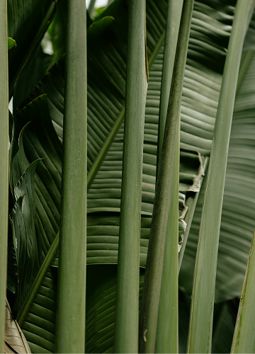 Close-up of several tall green palm stems with broad overlapping leaf fronds in the background, creating a dense tropical plant texture and vertical lines.