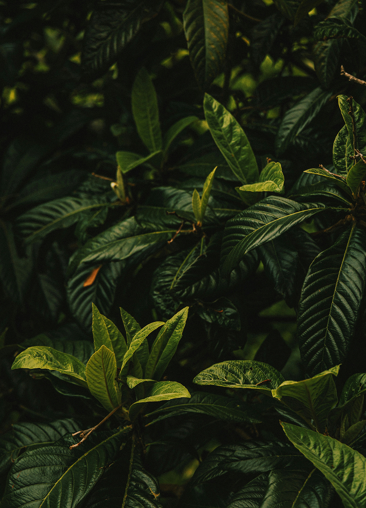 Dense close-up of dark green glossy leaves with prominent veins, some new light-green shoots, creating a rich, shadowed foliage texture.