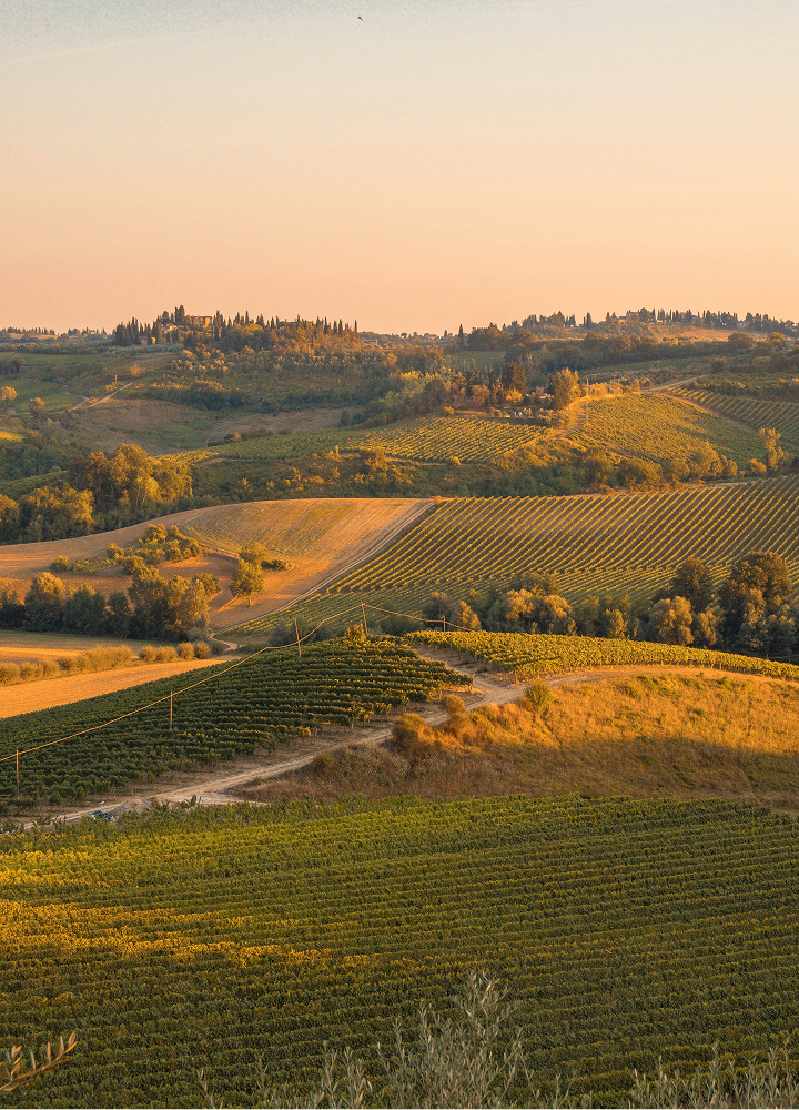Golden rolling hills and terraced vineyards bathed in warm sunset light, with winding paths, scattered trees, and distant cypress-topped ridges.