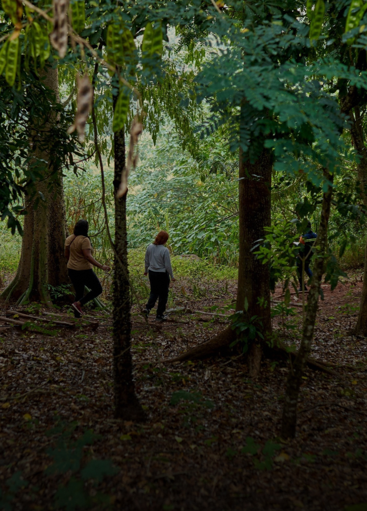 Three people walk through a dense forest with tall trees, dappled sunlight, and a leafy green canopy overhead. Ground scattered with leaves and roots.