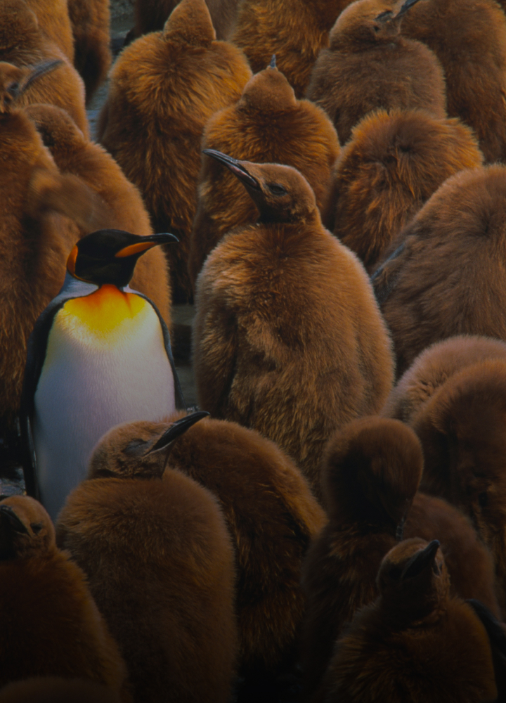 King penguin with bright orange-cheek area among a crowd of fluffy brown juvenile penguins, creating a striking contrast in a dense colony.
