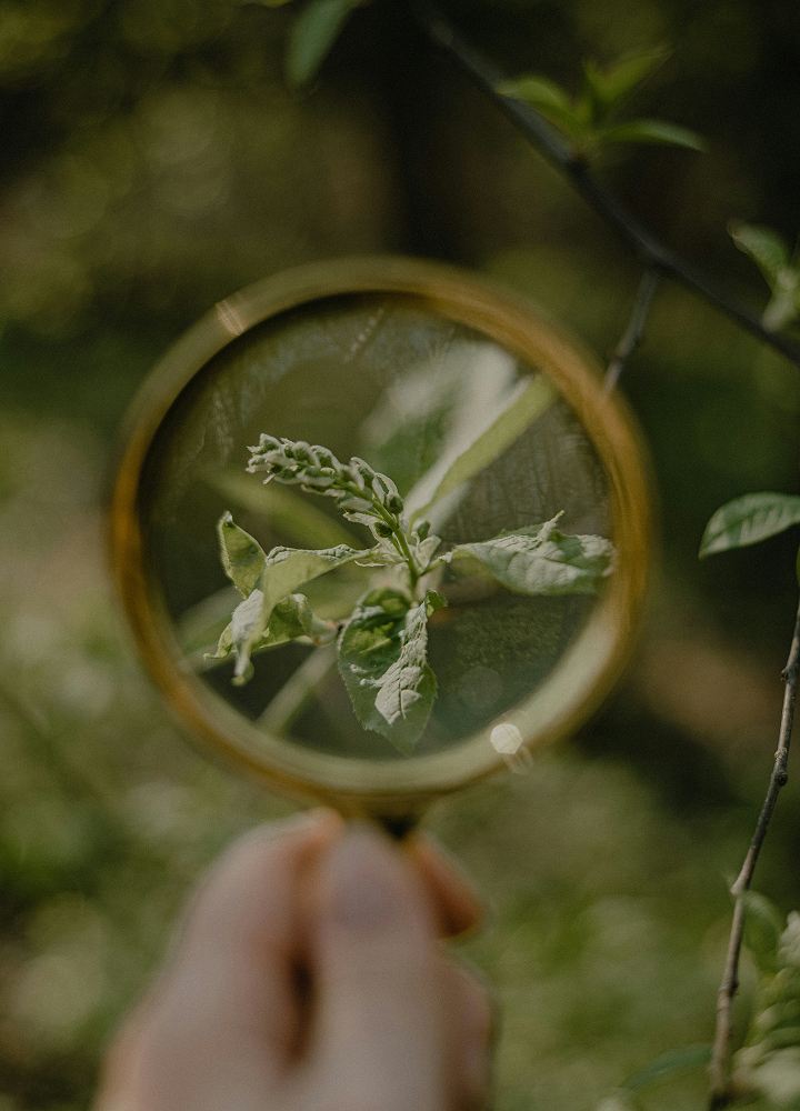 A hand holds a small magnifying glass showing a close-up of a dusty green plant with serrated leaves, set against a blurred natural background.
