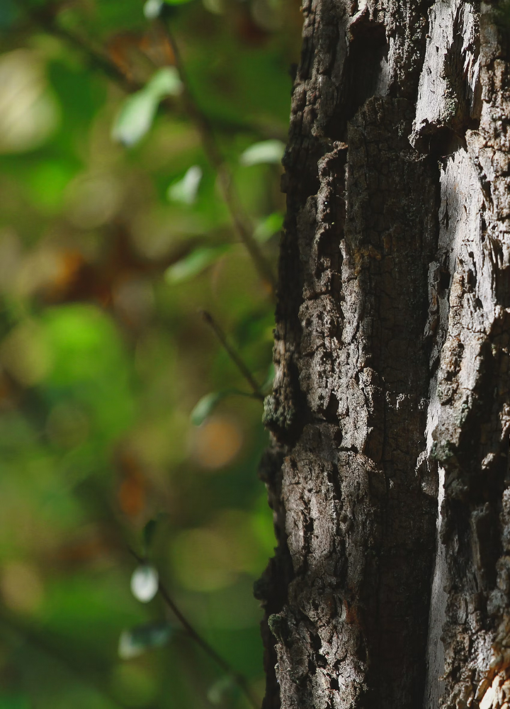 rough-textured tree bark in close-up, with blurred green foliage background