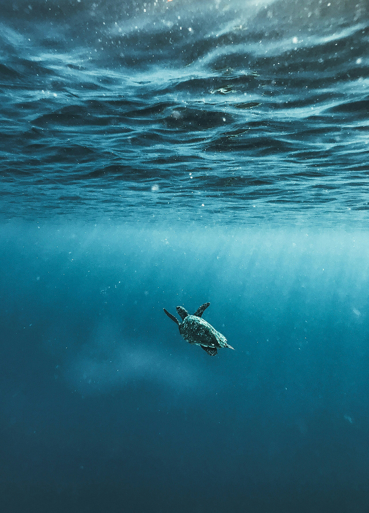 a sea turtle swimming underwater in clear blue ocean, with sunlight filtering from above and waves at the surface visible overhead
