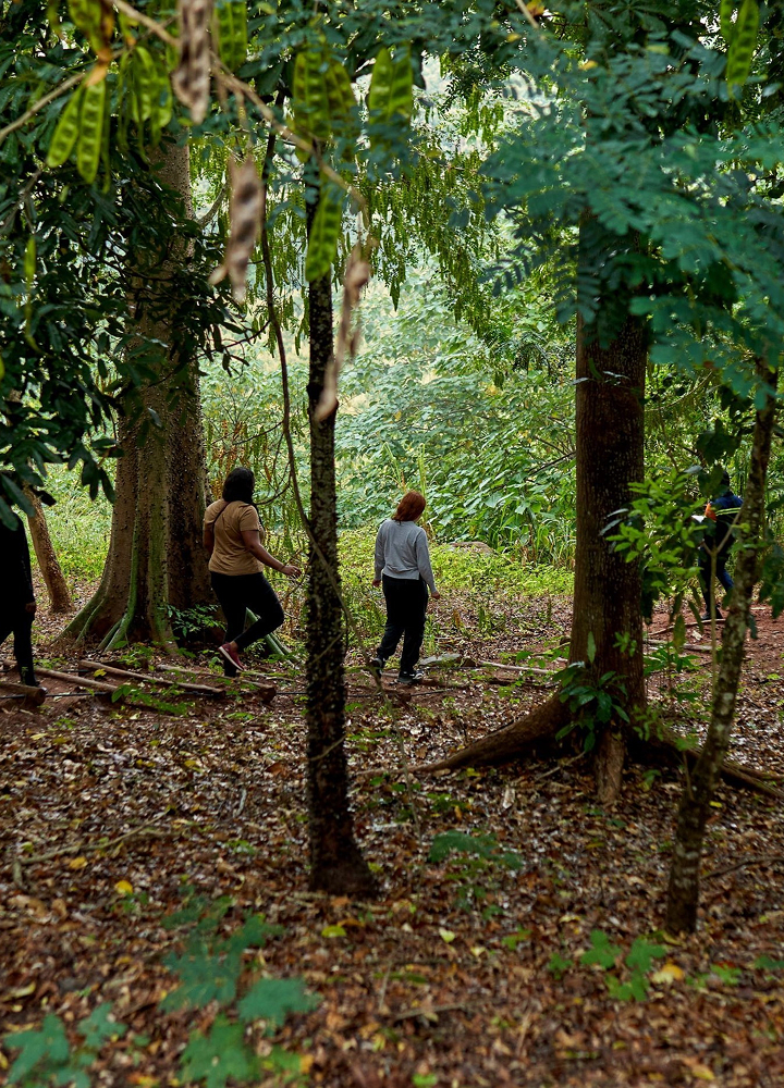 People walking along a forest path among tall trees, green foliage overhead, scattered leaves on the ground, two individuals visible with casual clothing.