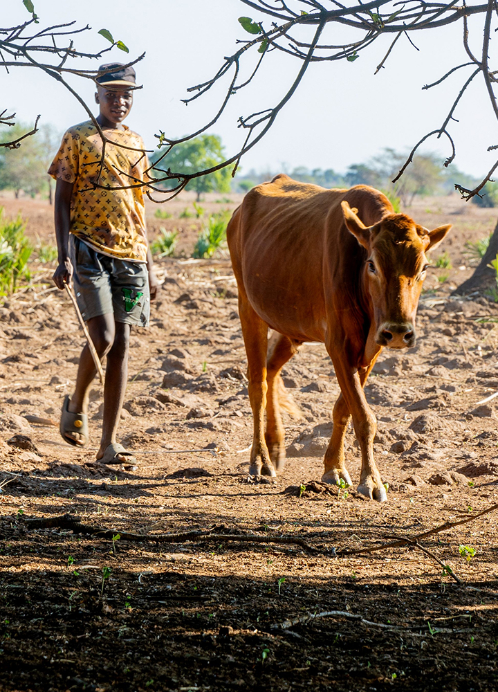 A young person wearing a hat and patterned shirt walks beside a brown cow in a dry, open field with scattered branches and sparse vegetation.