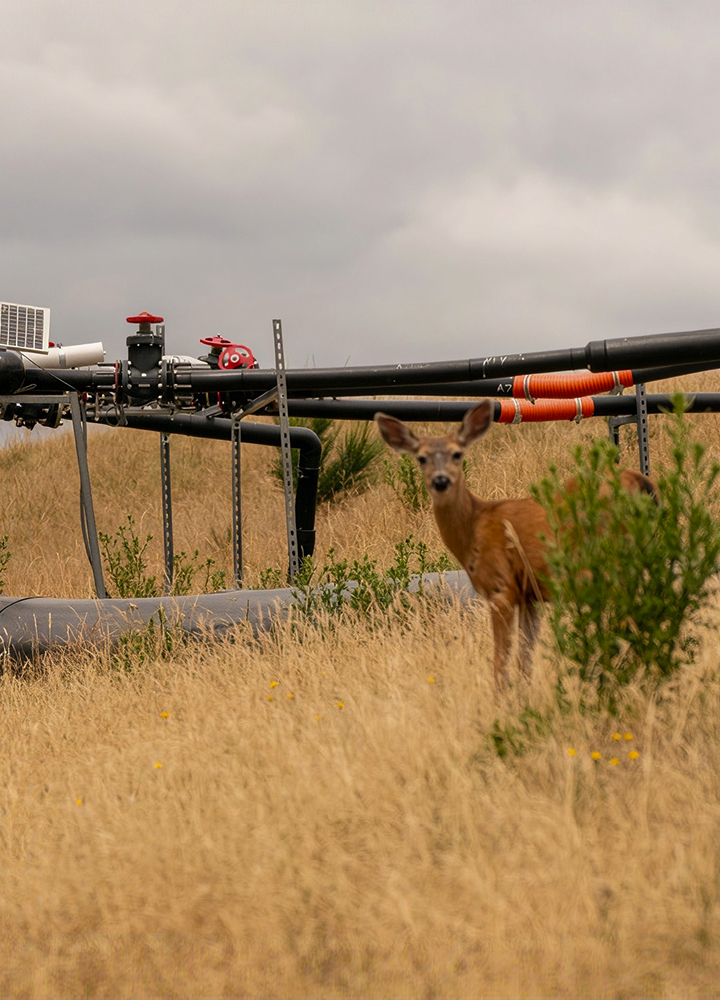 Animal in a dry field near large black industrial pipes and red valves; background cloudy sky and sparse vegetation.