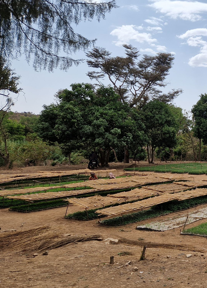 Rows of drying trays laid out on bare earth under a large tree, with green plants spread in the background and a person sitting near a scooter in a sunny rural setting.