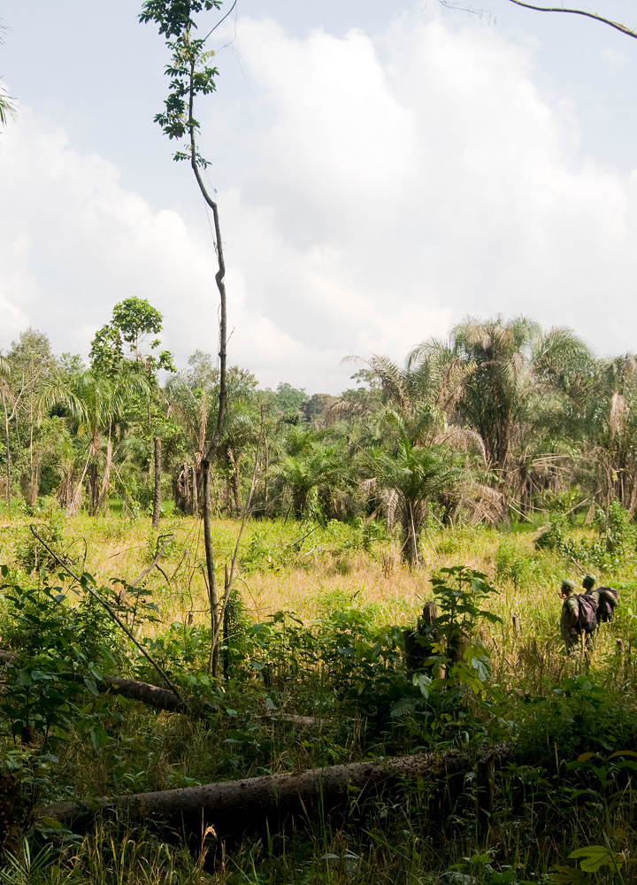A sunlit tropical field with tall grasses and scattered trees, a few palm trees in the distance, and two people standing near a weathered fence on the right.