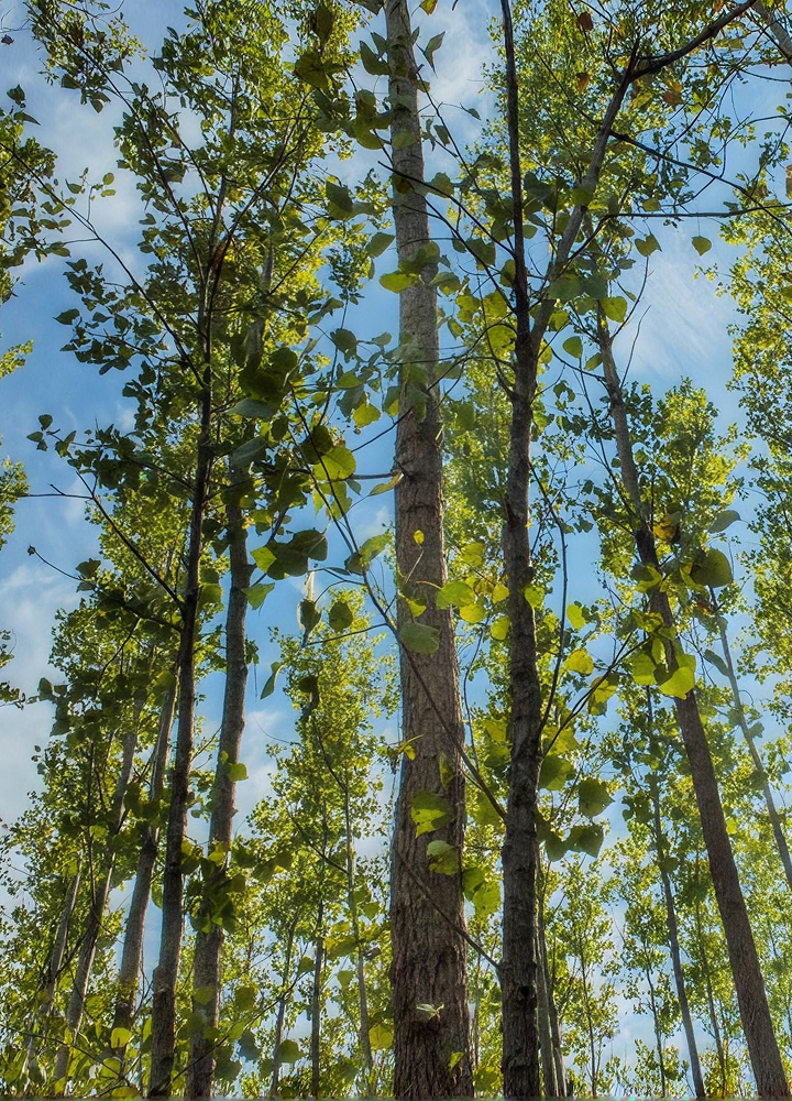 Sunlit forest view from ground looking up at tall, straight trees with green leaves against a bright blue sky.