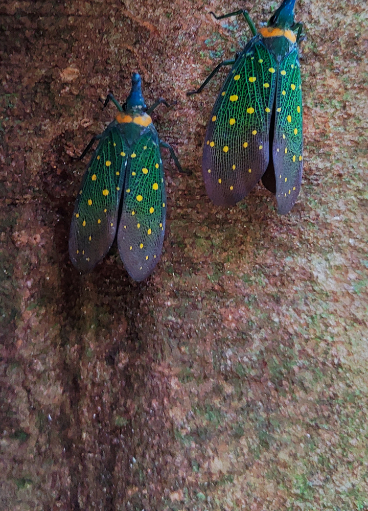 Two iridescent green and blue insects with yellow spots rest on a rough brown tree trunk, showing patterned wings and small dark legs.