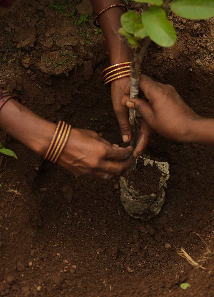 Several hands with bangles plant a young sapling by a small root-wrapped stake in rich brown soil, guiding it into a freshly dug hole.